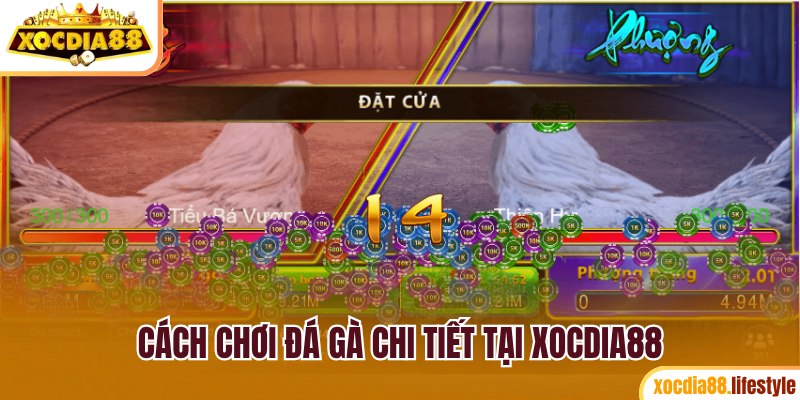 Cách chơi chi tiết khi xem chọi kê